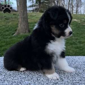 Candy, Miniature Australian Shepherd Puppy