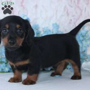 Hunter, Dachshund Puppy