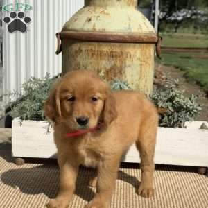 Angie, Golden Retriever Puppy