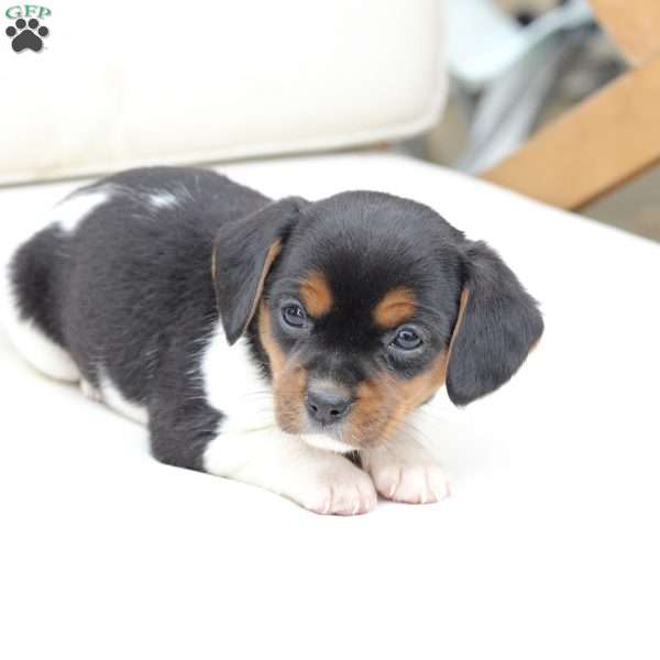 Willow, Cavalier King Charles Mix Puppy