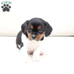 Willow, Cavalier King Charles Mix Puppy