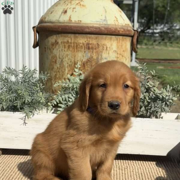 Andy, Golden Retriever Puppy