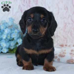 Hunter, Dachshund Puppy