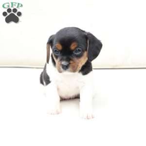 Willow, Cavalier King Charles Mix Puppy