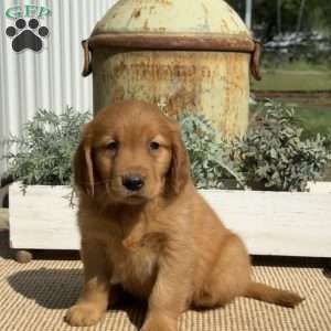 Andy, Golden Retriever Puppy
