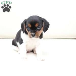 Willow, Cavalier King Charles Mix Puppy