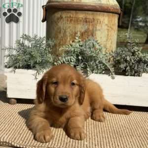 Andy, Golden Retriever Puppy