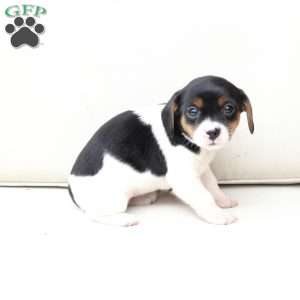 Daisy, Cavalier King Charles Mix Puppy