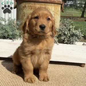 Alf, Golden Retriever Puppy