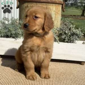Alf, Golden Retriever Puppy