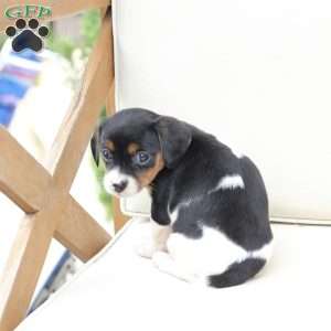 Daisy, Cavalier King Charles Mix Puppy