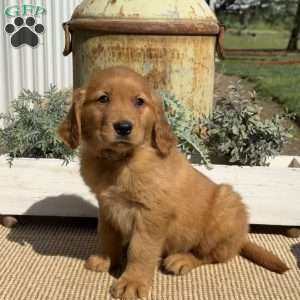 Alf, Golden Retriever Puppy