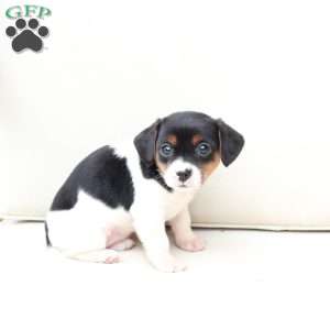 Daisy, Cavalier King Charles Mix Puppy
