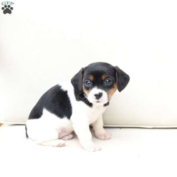 Daisy, Cavalier King Charles Mix Puppy