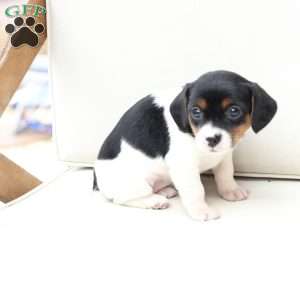 Daisy, Cavalier King Charles Mix Puppy