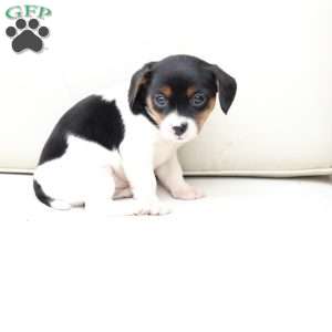 Daisy, Cavalier King Charles Mix Puppy