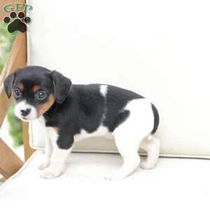 Daisy, Cavalier King Charles Mix Puppy