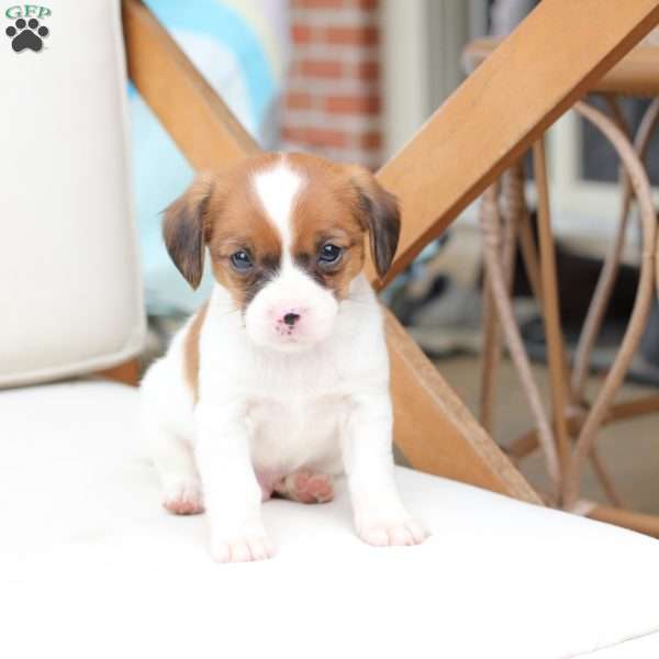Chase, Cavalier King Charles Mix Puppy