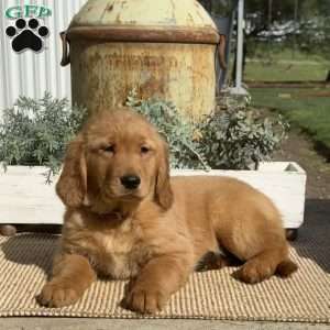 Faith, Golden Retriever Puppy
