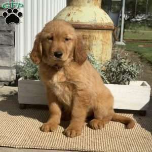 Faith, Golden Retriever Puppy