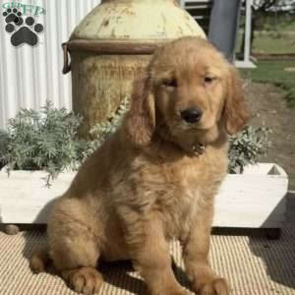 Faith, Golden Retriever Puppy