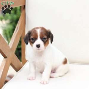 Charlie, Cavalier King Charles Mix Puppy