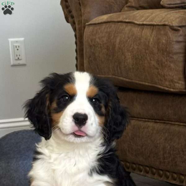 Oakley, Miniature Bernese Mountain Dog Puppy