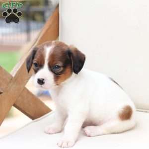 Charlie, Cavalier King Charles Mix Puppy