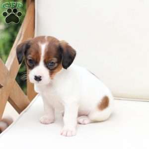 Charlie, Cavalier King Charles Mix Puppy