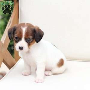 Charlie, Cavalier King Charles Mix Puppy