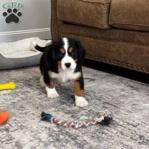 River, Miniature Bernese Mountain Dog Puppy