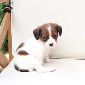 Charlie, Cavalier King Charles Mix Puppy