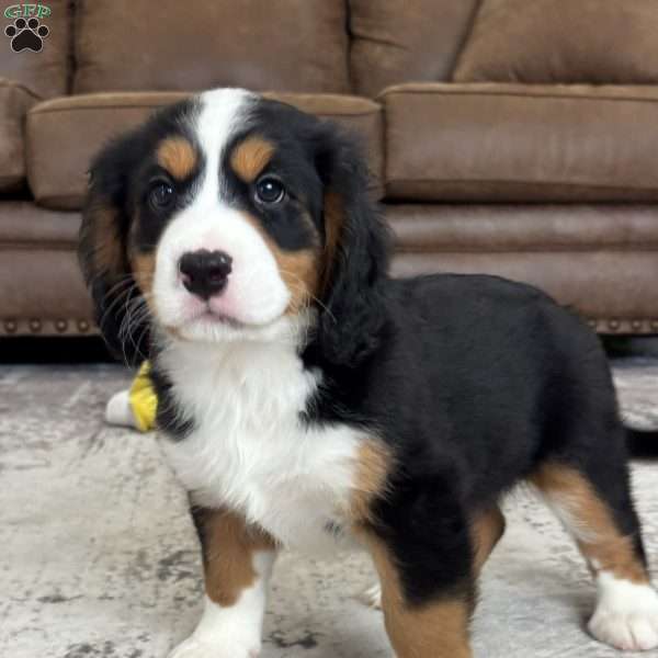 River, Miniature Bernese Mountain Dog Puppy