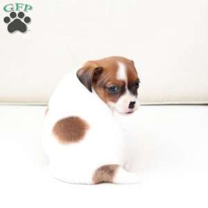 Walter, Cavalier King Charles Mix Puppy