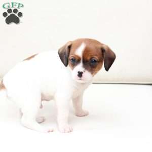 Walter, Cavalier King Charles Mix Puppy