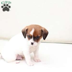 Walter, Cavalier King Charles Mix Puppy