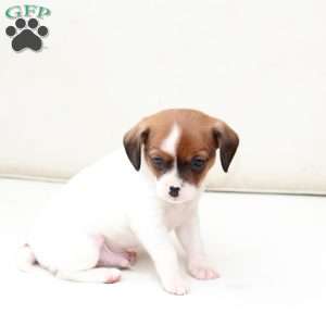 Walter, Cavalier King Charles Mix Puppy