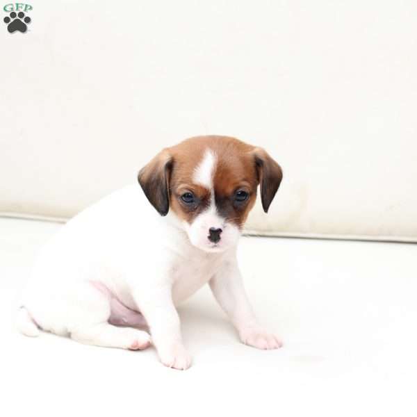 Walter, Cavalier King Charles Mix Puppy