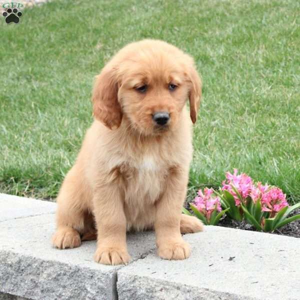 Tabby, Golden Retriever Puppy