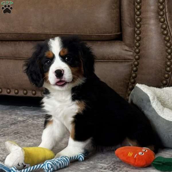 Bear, Miniature Bernese Mountain Dog Puppy