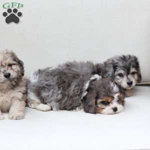 Minni, Dachshund Mix Puppy