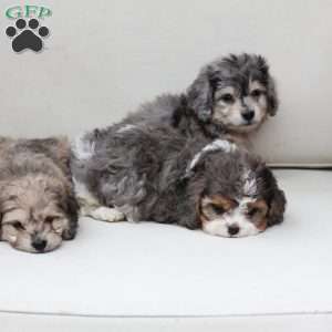 Thor, Dachshund Mix Puppy