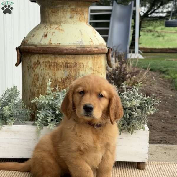 Astro, Golden Retriever Puppy