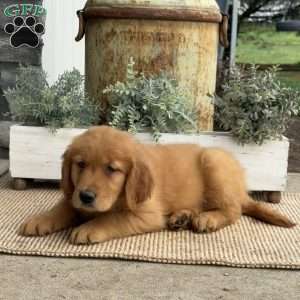 Astro, Golden Retriever Puppy