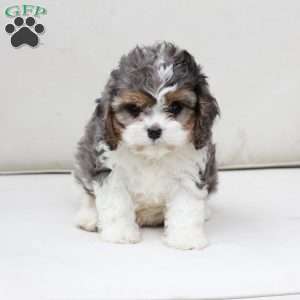 Raya, Cavapoo Puppy