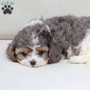 Raya, Cavapoo Puppy
