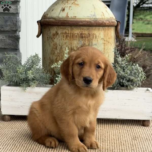 Alvin, Golden Retriever Puppy