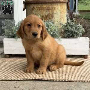 Alvin, Golden Retriever Puppy