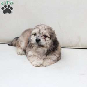 Minni, Dachshund Mix Puppy