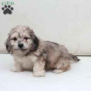 Minni, Dachshund Mix Puppy